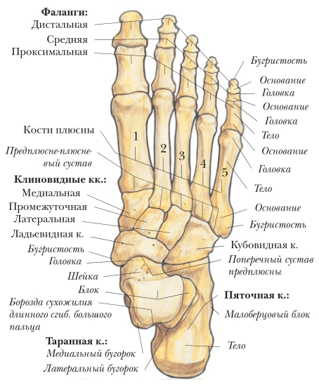 Строение стопы