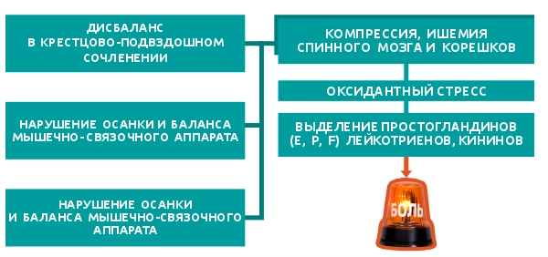 Патогенез дорсопатии